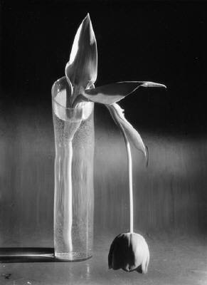 André Kertész - Melancholic Tulip - 1939