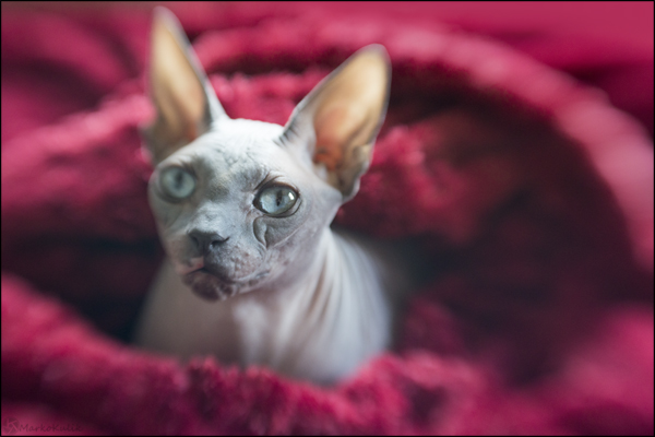 My hairless cat Baci with the Lensbaby Composer. Note his sharp central eye while everything else fades to blur