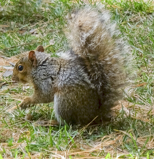 This is a 100% crop detail of a squirrel. I focused on the eye for about 15 images and the eye is good but it is not tack sharp. My DSLR has a much better ratio of keepers for difficult shots like these. EXIF data was ISO 800 f/5.6 1/850