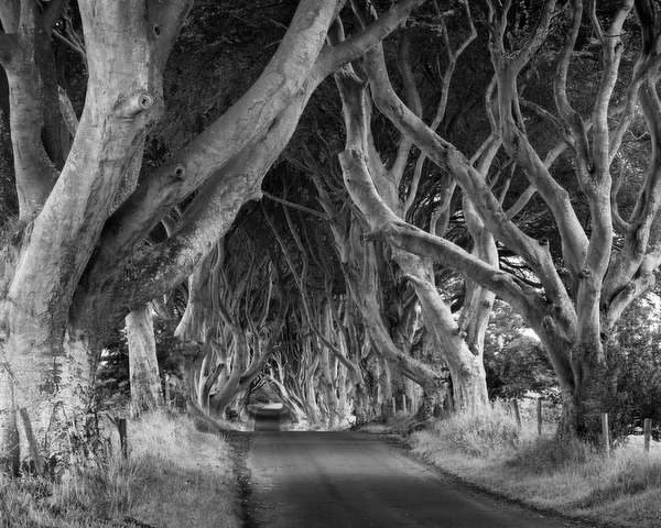 The Dark Hedges, Antrim, Northern Ireland, 2011 by Bret Culp