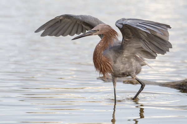 Fort Myer's Beach Birding by Mike Bons (Reddish Egret)