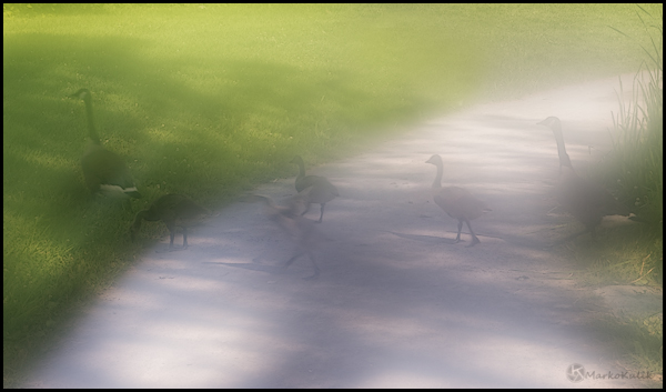 Crossing Ducks - Lafontaine Park Montreal