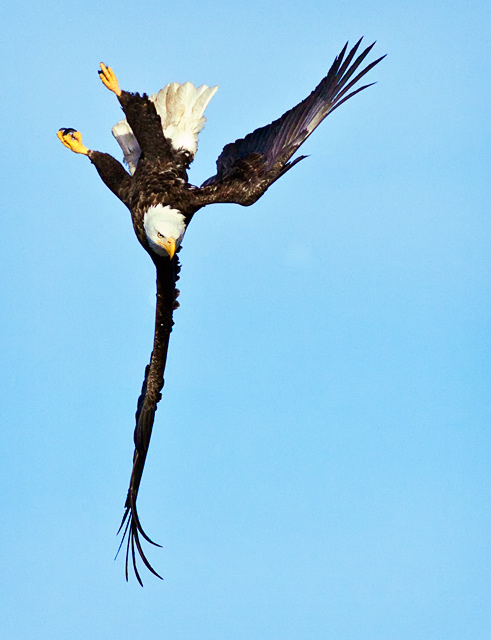 Eagles on the Mississippi by kentw