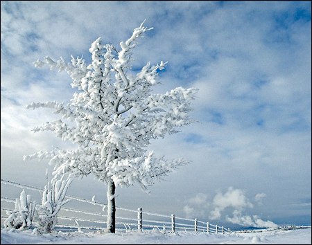 NMP9850 - Cochrane, Alberta - Frosted tree, fence and field near Cochrane, Alberta