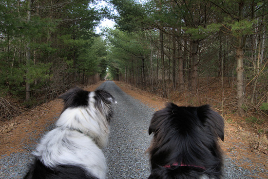 The Dogs view of the trail by Bambi - Click to enlarge