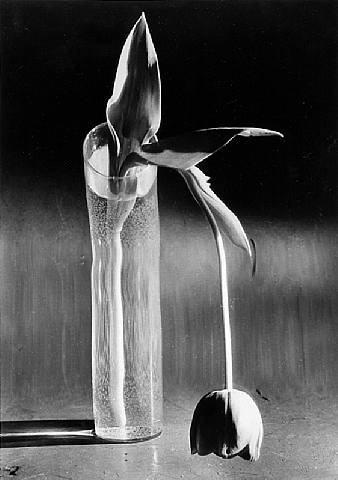 Melancholic Tulip - 1939 - Andre Kertesz