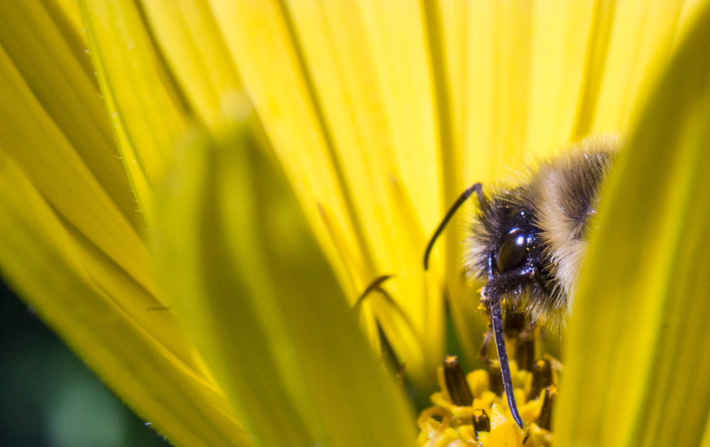 Peeking at a Bee