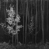 Aspens, Northern New Mexico 1958