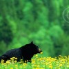 Black Bear in Dandelions
