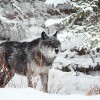 Wild Wolf Photograph - Nanuk