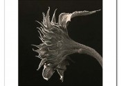 Photo: Sunflower No.1 - Silver gelatin print by Geoff Watson
