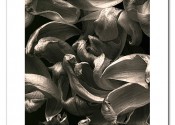 Photo: Tulip petals - Silver gelatin print by Geoff Watson